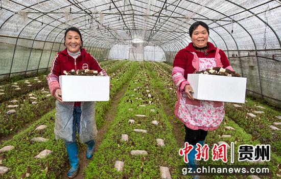 2023年3月1日，贵州省黔西市谷里镇清明村羊肚菌种植基地，村民在采收羊肚菌。