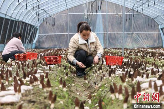 3月3日，村民在贵州独山桑麻村羊肚菌种植基地采摘羊肚菌。　瞿宏伦 摄