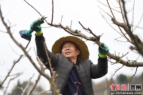 3月3日，贵阳市南明区永乐乡桃农正在修剪枝条。