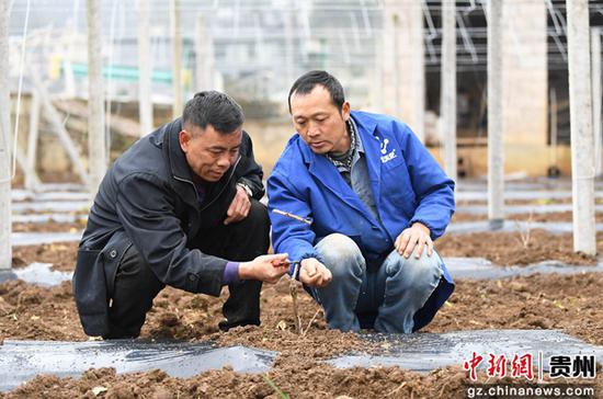 3月3日，贵阳市南明区永乐乡农民技术员（右）正在指导村民定植葡萄树苗。