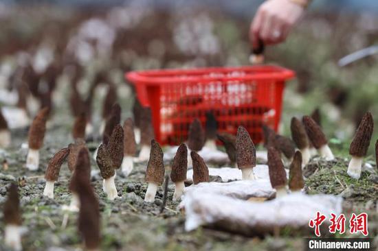3月3日，贵州独山桑麻村羊肚菌种植基地待采摘的羊肚菌。　瞿宏伦 摄