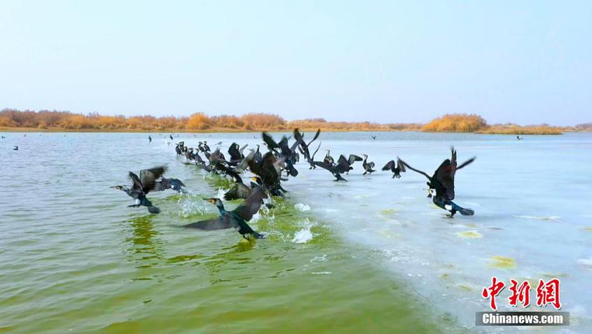 新疆庫車：飛鳥翔集“喚醒”湖泊濕地