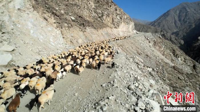 新疆和碩10萬頭（只）牲畜翻越天山踏上春季轉場之路