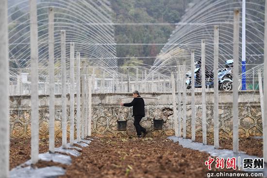 3月3日，贵阳市南明区永乐乡一村民正在葡萄种植基地挑水浇地。