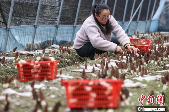 3月3日，村民在贵州独山桑麻村羊肚菌种植基地采摘羊肚菌。　瞿宏伦 摄