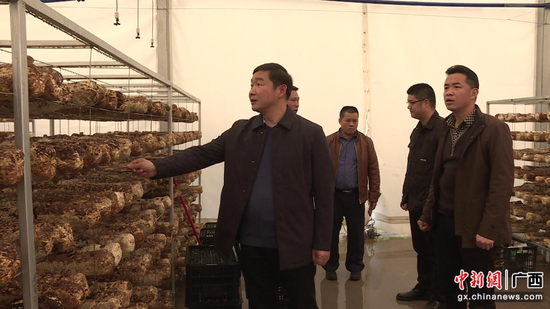 谭玉成（左一）到金秀镇乡村振兴农业产业科技示范园督导粤桂协作项目建设工作。