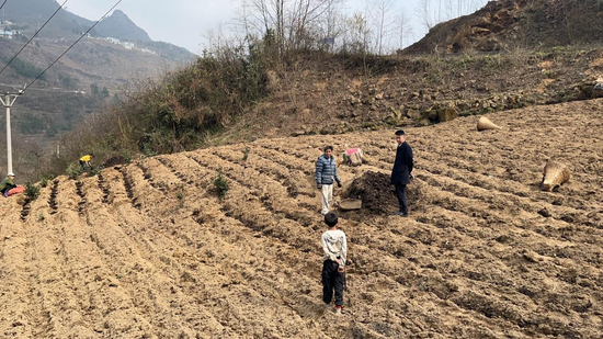 图为客户经理在张哥家土地上查看种植规模 王周南供图 图为客户经理在张哥家土地上查看种植规模 王周南供图