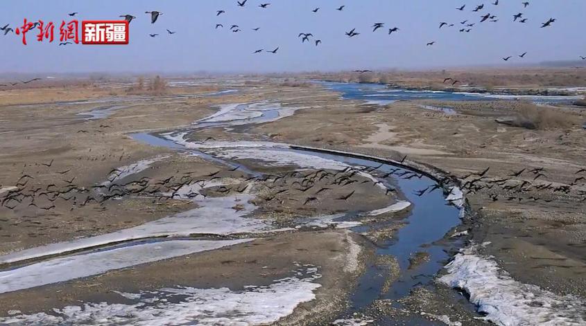 新疆南部千只灰鹤“衔春而来”