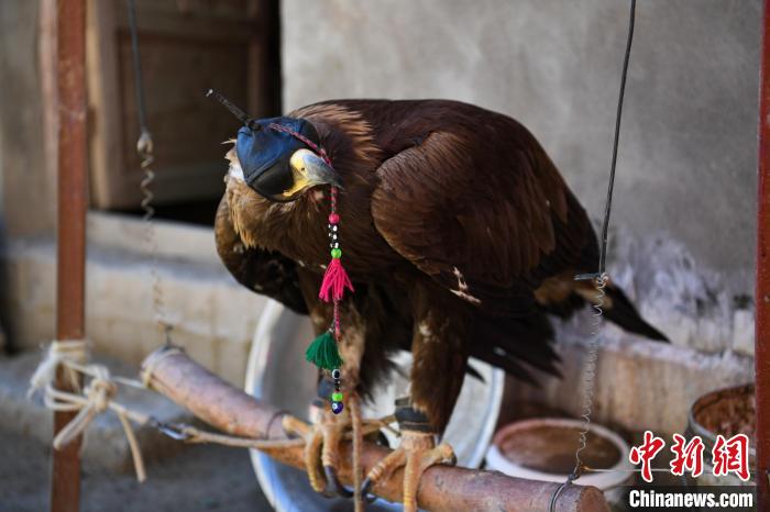 传承千年驯鹰习俗 新疆阿合奇为何称为中国“猎鹰”的故乡