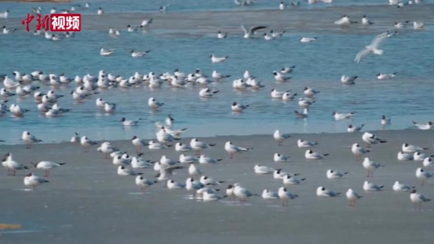 新疆沙雅縣迎來成群候鳥棲息“歇腳”