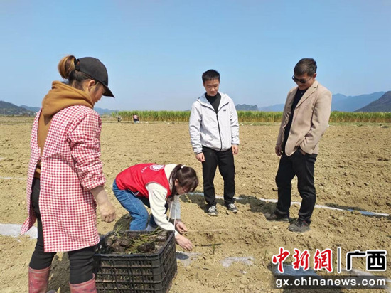 科技特派员王光娥指导脱贫户进行蔗苗栽植技术培训。黄琨 摄