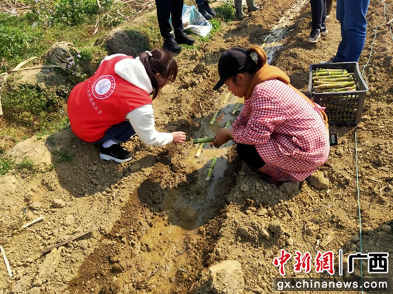 福江村脱贫户韦雪香认真学习黄皮果蔗种植技术，栽种脱毒苗。 董朝壹 摄