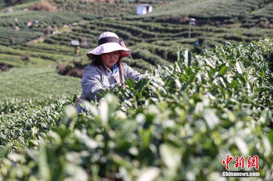 贵州贵定春茶陆续进入采摘季