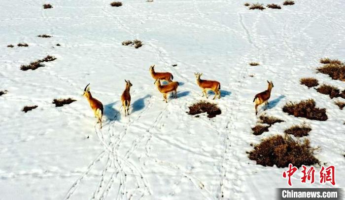 新疆昌吉市北部荒漠區成群鵝喉羚悠閑覓食