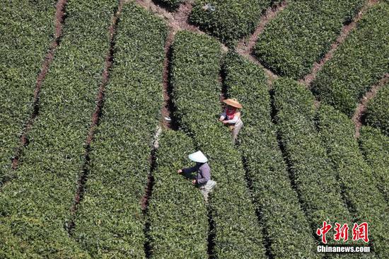 1/8
近日，贵州省黔南布依族苗族自治州贵定县种植的茶叶陆续进入采摘季，当地茶农采摘春茶供应市场，茶园一派繁忙。