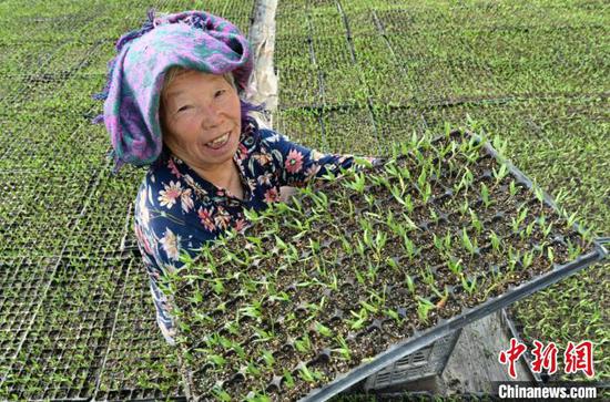 3月8日，新疆焉耆回族自治县包尔海乡开来提村三组农民在展示已长出的辣椒种苗。　确·胡热 　摄