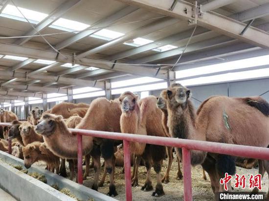 目前柯坪县骆驼存栏量达2.2万峰，规模化、集约化、标准化人工驯化和养殖，进一步发展壮大骆驼养殖产业。