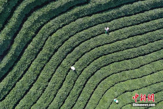 3月9日，航拍茶农在云雾镇采摘春茶。