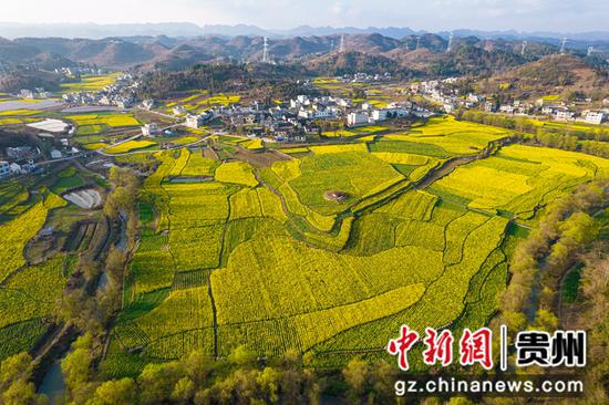 2023年3月8日拍摄的贵州省黔西市洪水镇解放村油菜花田园一角（无人机拍摄）。