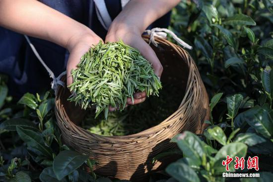3月9日，茶农在云雾镇采摘的春茶。