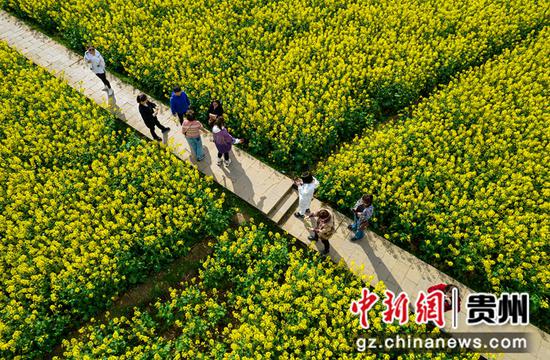 2023年3月8日，游客在贵州省黔西市洪水镇解放村油菜花田园里踏青赏花（无人机拍摄）。