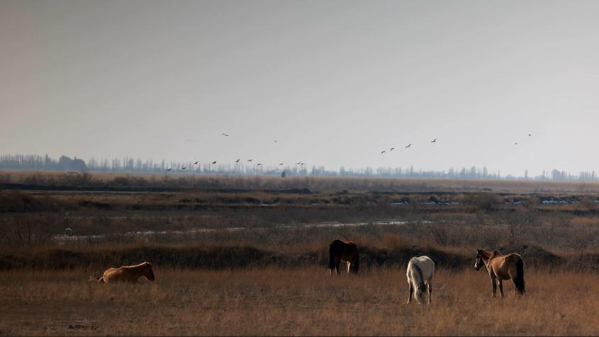 实拍初春新疆那拉提湿地公园