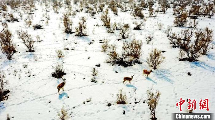 随着新疆昌吉市北部荒漠治理成效的不断显现，鹅喉羚种群活动范围覆盖了整个区域。　冯国峰 摄