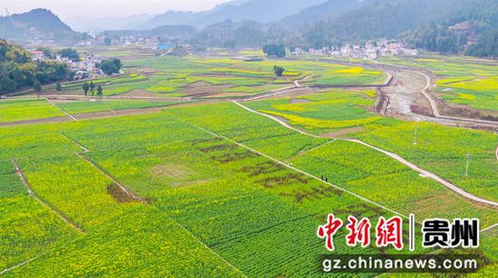 务川油菜花开迎客来
