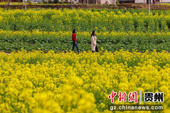 务川油菜花开迎客来