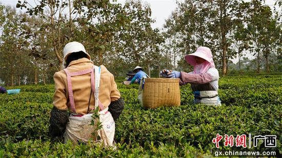 凌燕云 农振华 摄影报道 凌燕云 农振华 摄影报道