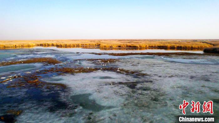 新疆龙驹湿地冰雪消融群鸟归 夕阳照水色彩绚丽如油画（图）