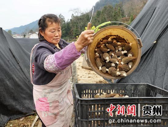 村民在整理采摘的羊肚菌。