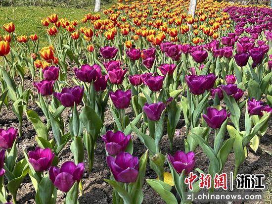 杭州“网红”太子湾“春季花事”启幕 “坐船去看花”或成新风尚