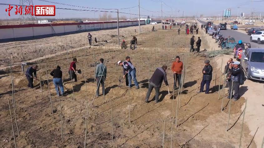 新疆“刀郎之乡”在塔克拉玛干沙漠边缘组织植树造林活动
