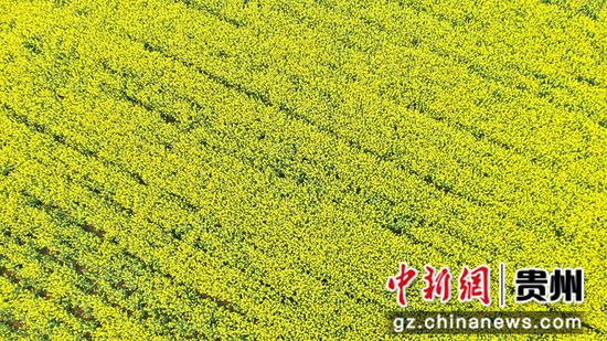 3月12日，贵州省大方县牛场乡立新村油菜种植基地航拍。周训贵 摄