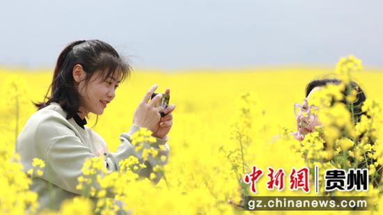 3月12日，游客在贵州省大方县牛场乡立新村油菜种植基地游玩。周训贵 摄