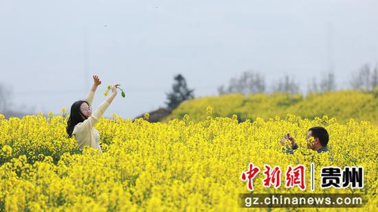 3月12日，游客在贵州省大方县牛场乡立新村油菜种植基地游玩。周训贵 摄
