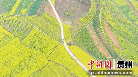 3月12日，贵州省大方县牛场乡立新村油菜种植基地航拍。周训贵 摄