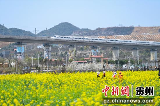 贵阳观山湖区朱昌镇金色花海美如画