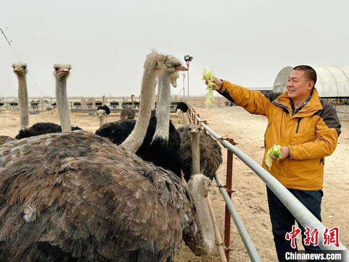 新疆退役軍人當起鴕鳥養殖大戶帶動村民增收
