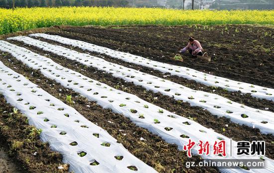 3月14日，农户在汇川区团泽镇三联村的地里劳作。 田锦泓 摄