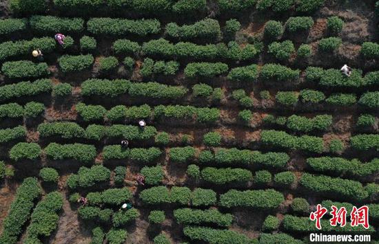 3月13日，茶农在贵州丹寨县龙泉镇马寨茶园采茶(无人机照片)。　黄晓海 摄