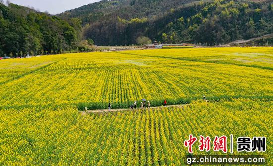 3月14日，游客在贵州省铜仁市松桃苗族自治县大路镇长征村赏花。