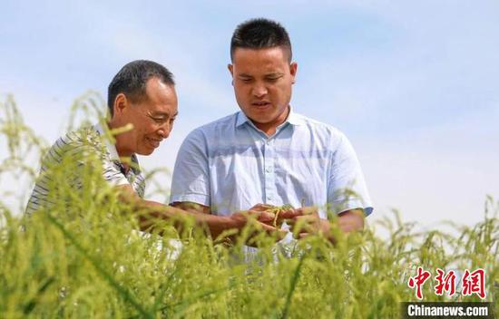 资料图：姚林(左)和当地农户查看农作物长势。　姚红 摄