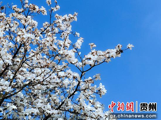 近日，贵阳市白云区朝晖路玉兰花盛开。