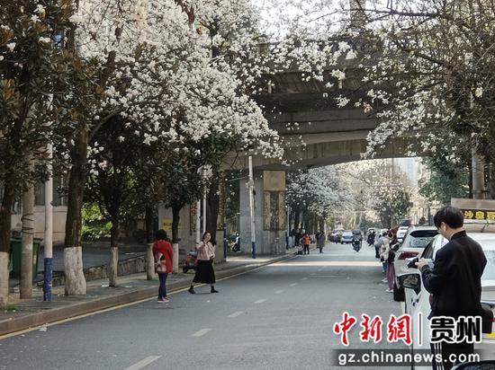 近日，贵阳市白云区朝晖路玉兰花盛开。