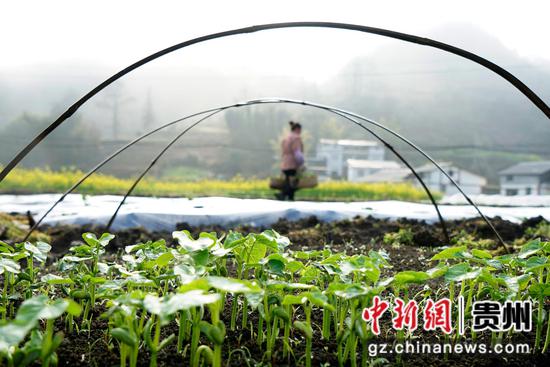 3月14日，农户在汇川区团泽镇三联村的地里劳作。 田锦泓 摄
