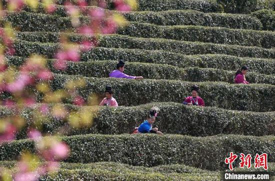 3月13日，茶农在贵州丹寨县龙泉镇马寨茶园采茶。　黄晓海 摄