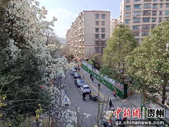 近日，贵阳市白云区朝晖路玉兰花盛开。