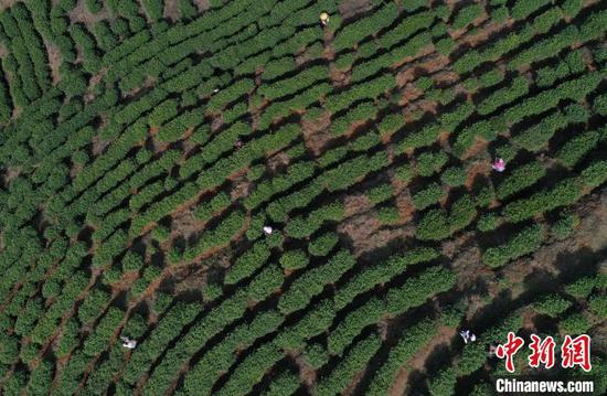 3月13日，茶农在贵州丹寨县龙泉镇马寨茶园采茶（无人机照片）。　黄晓海　摄